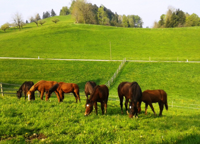 Hengstfohlenweide